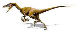 Velociraptor